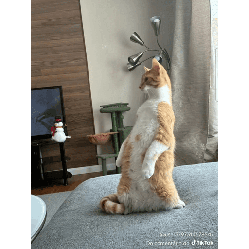 Mais mais de gatinhos da mira 14