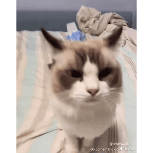 Mais mais de gatinhos da mira 13