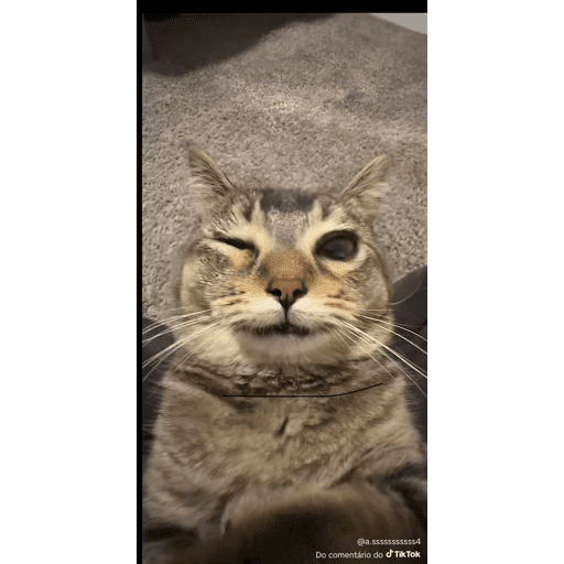 Mais mais de gatinhos da mira 21