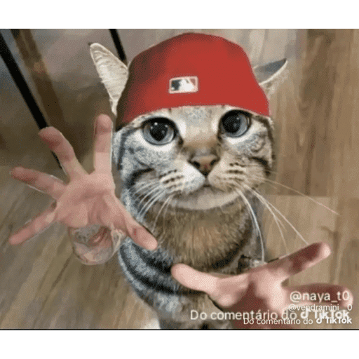 Mais mais de gatinhos da mira 22
