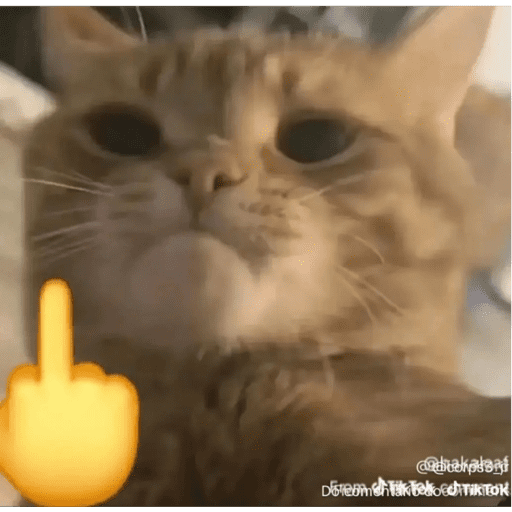 Mais mais de gatinhos da mira 1