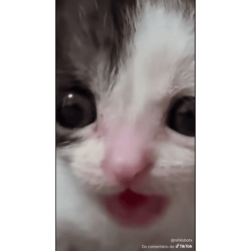 Mais mais de gatinhos da mira 5