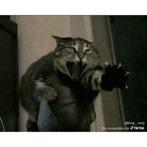 Mais mais de gatinhos da mira 9