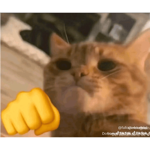 Mais mais de gatinhos da mira 2
