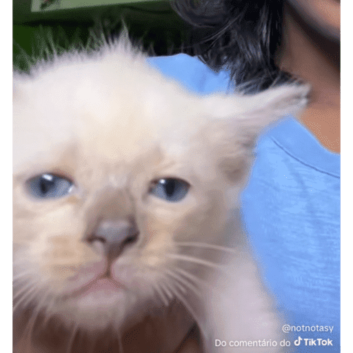 Mais mais de gatinhos da mira 4