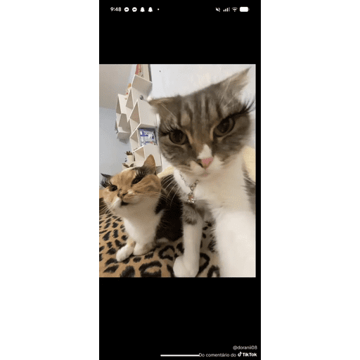 Mais mais de gatinhos da mira 16