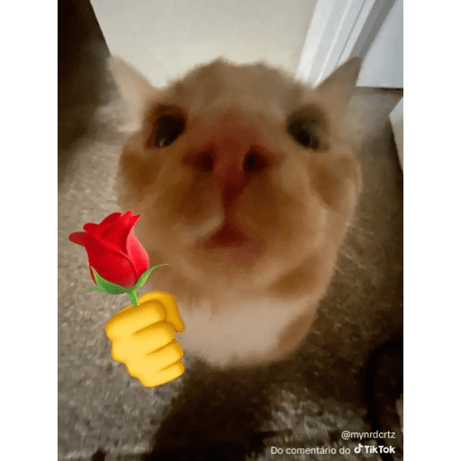Mais mais de gatinhos da mira 17