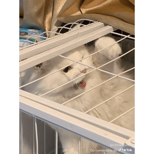 Mais mais de gatinhos da mira 19