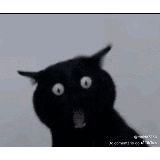 Mais mais de gatinhos da mira 15