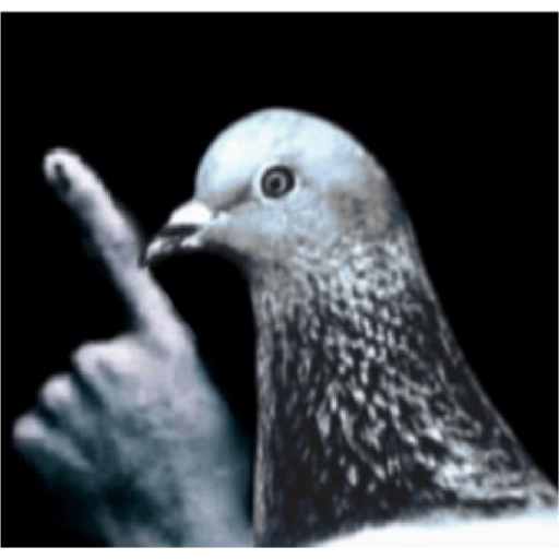 Albins reaction 15