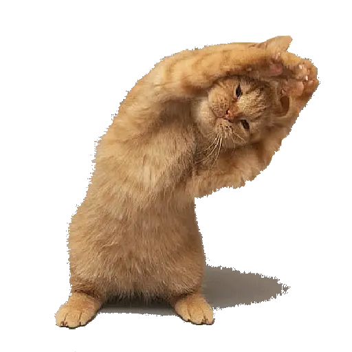 Gif 10