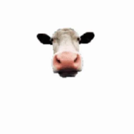 Gif 8