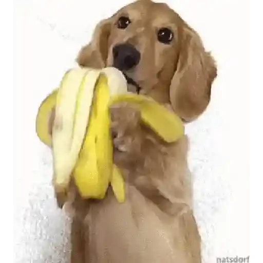 Gif 4