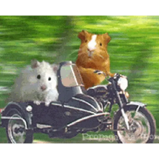 Gif 2