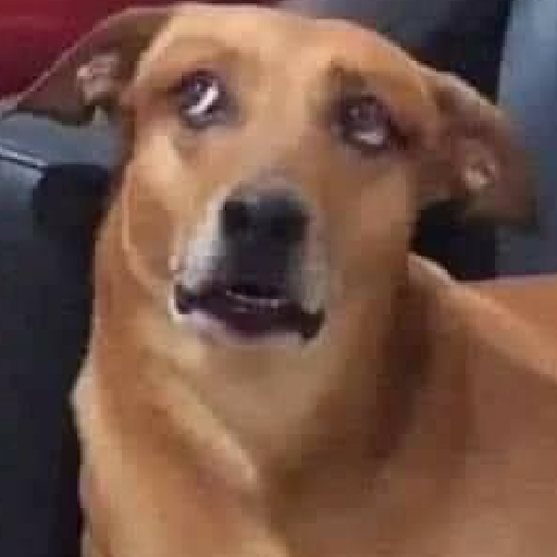Doguinhos / Reações