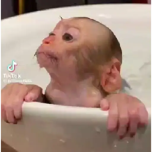 Raposa