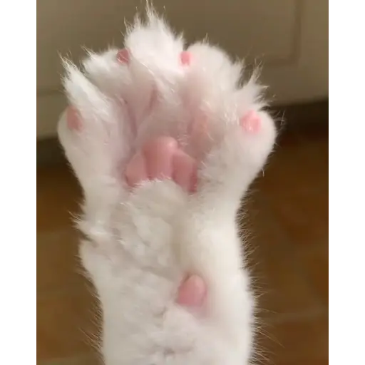 Gif 7