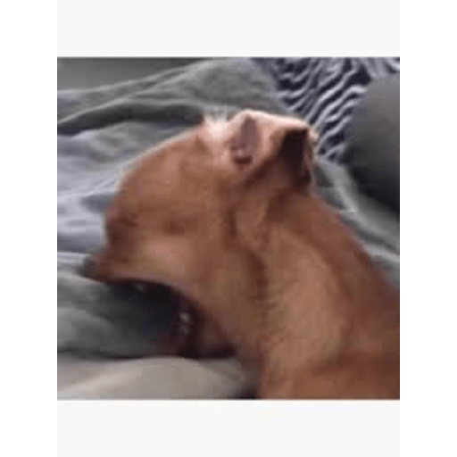 Miaumiau 3