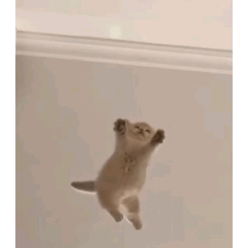 Miaumiau 2
