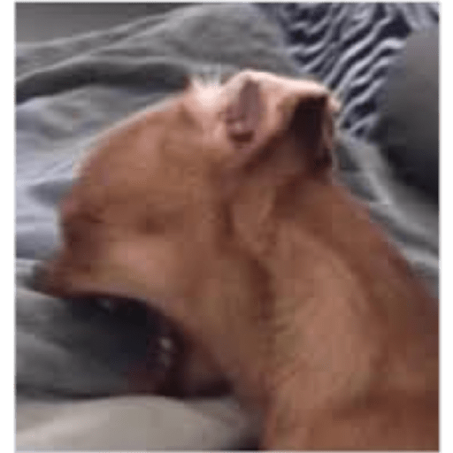 Miaumiau 4