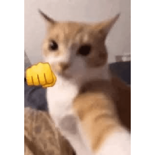 Gatos 3 19