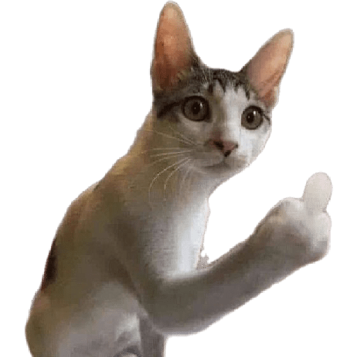 Gatos 3 17