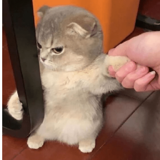 Gatos 3 16
