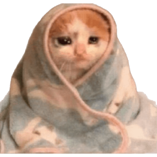 Gatos 3 14