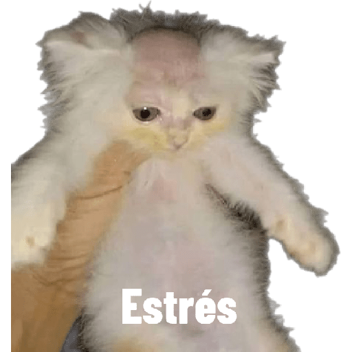 Gatos 3 13