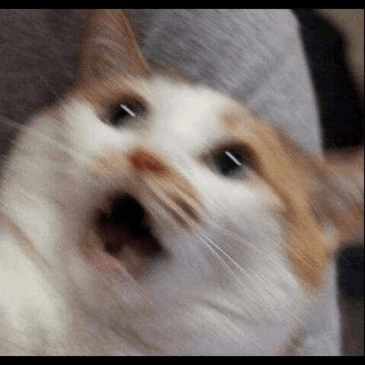 Gatos 3 9