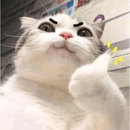 Gatos 3 6