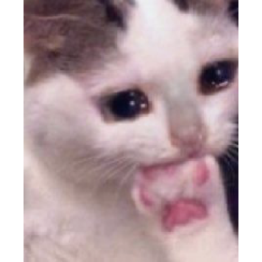 Gatos 3 5