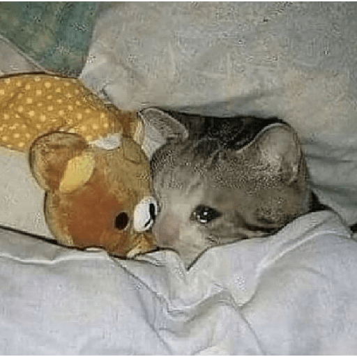 Gatos 3 4