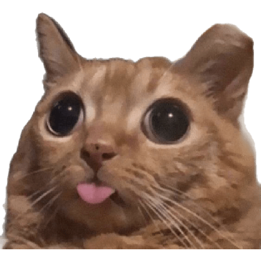 Gatos 3 3