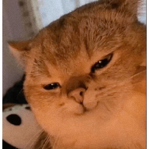Gatos 3 2