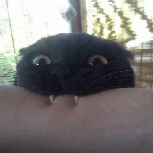 Gatos 3 27