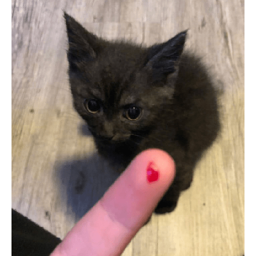 Gatos 3 30