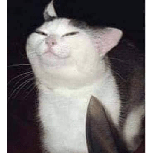 Gatos 3 20