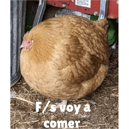 Memesitos 13