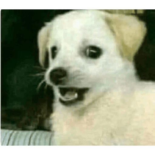 Memesitos 8