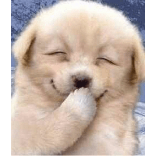 Perritos  7