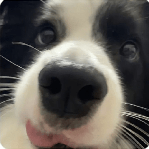 Perritos  9