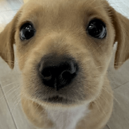 Perritos  10