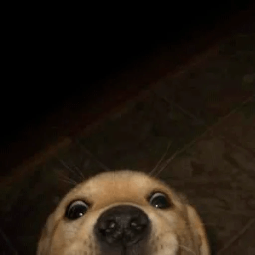 Dogs 26