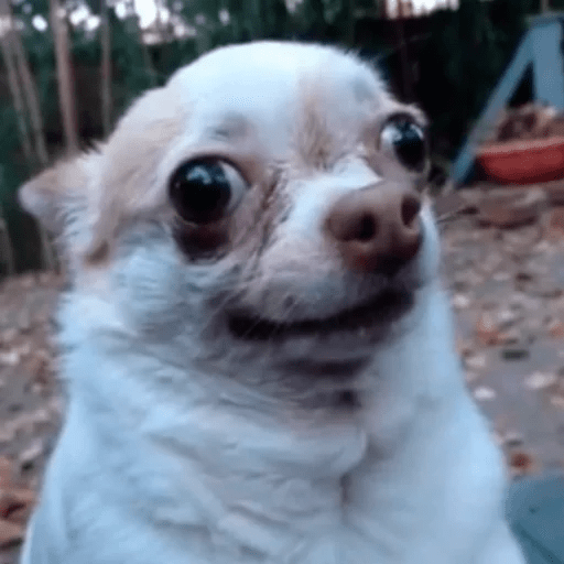 Dogs 13