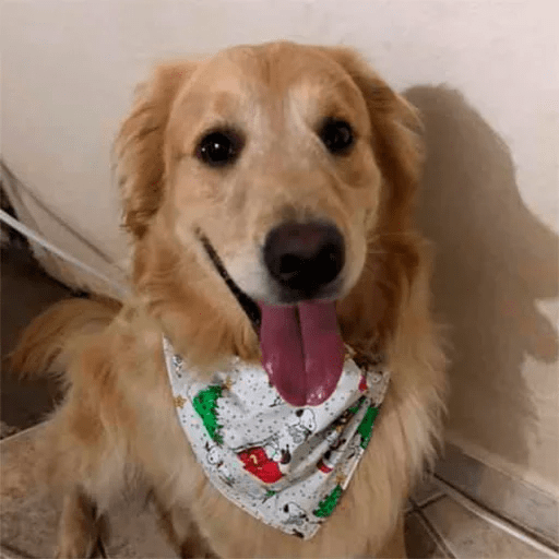 Dogs 12