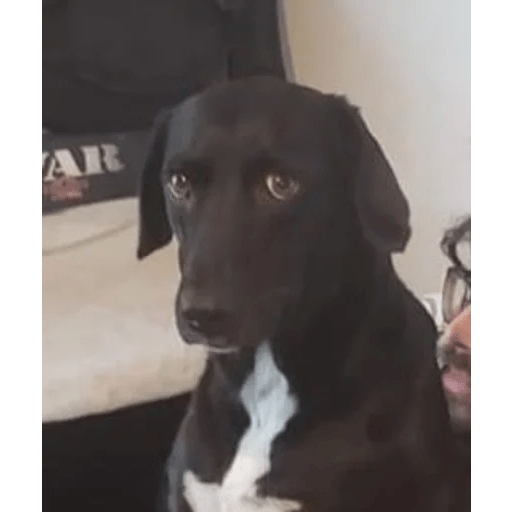Dogs 23