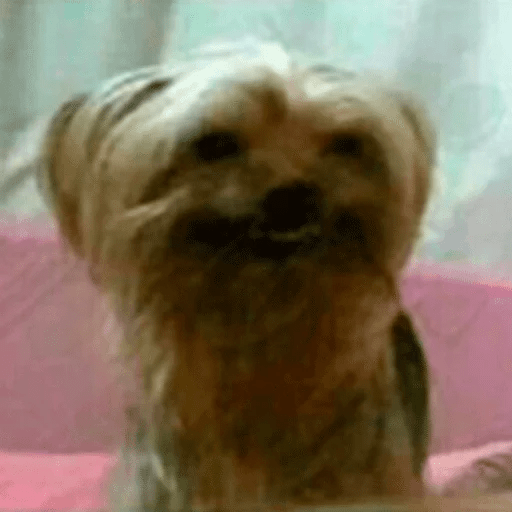 Dogs 7