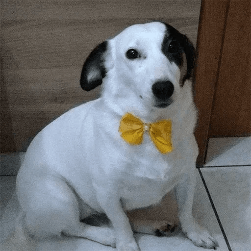 Dogs 29