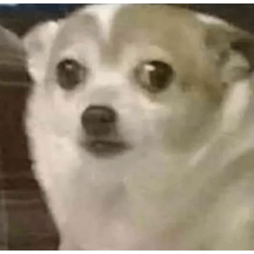 Dogs 17